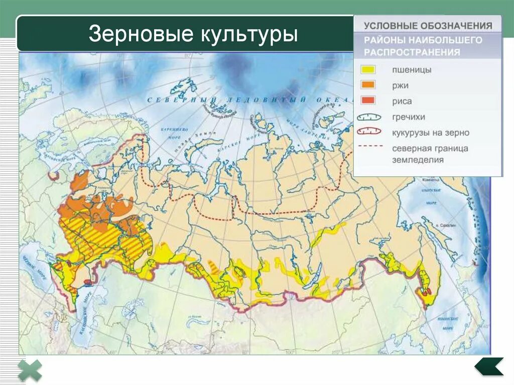 Карта сельскохозяйственных районов россии. Карта посева пшеницы в России. Основные районы выращивания зерновых культур в России. Распространение зерновых культур в России карта. Районы распространения пшеницы в России на карте.