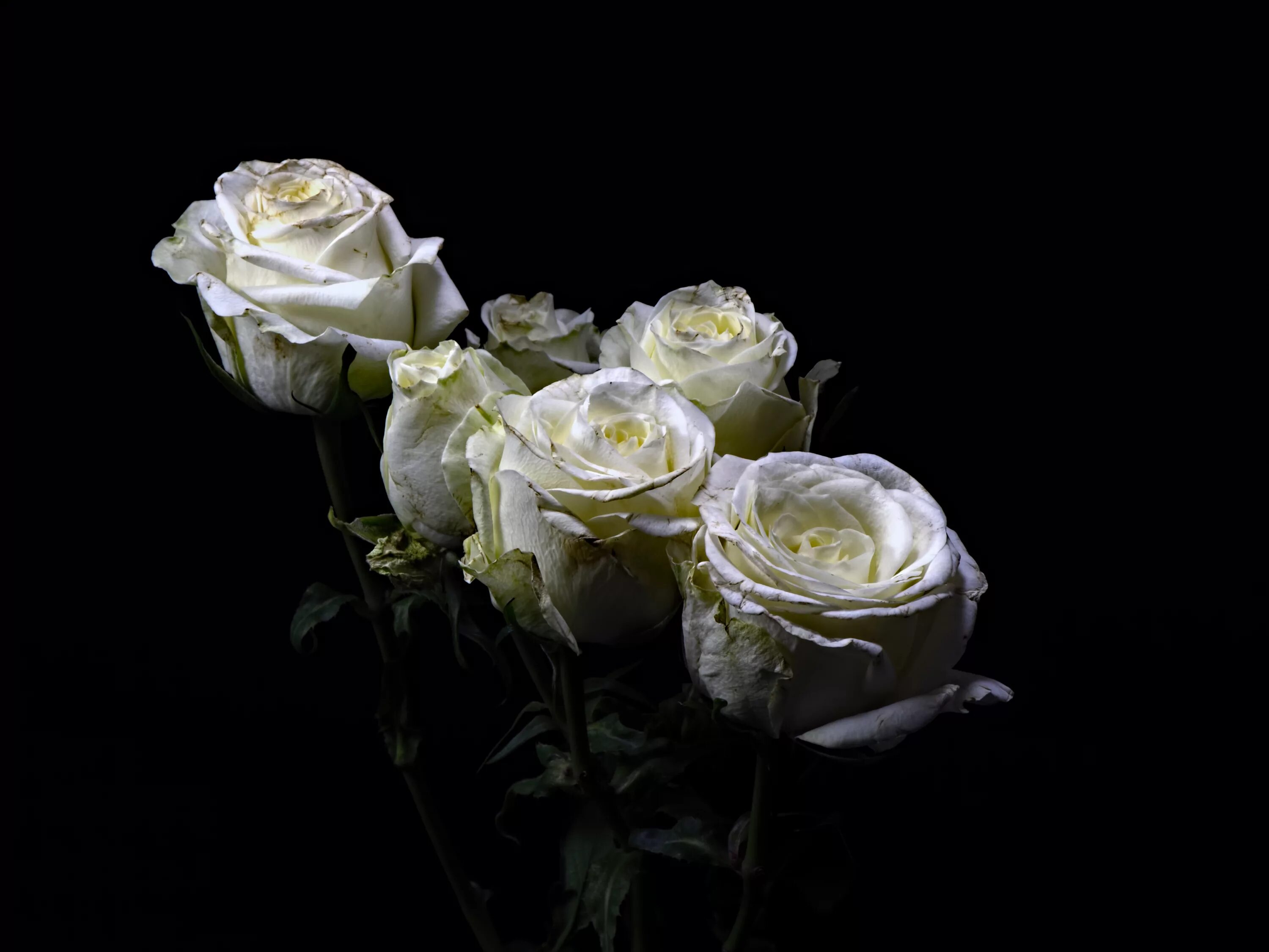 Lily Flower Images - Browse 5,722 Stock Photos, Vectors, and Video Adobe Stock