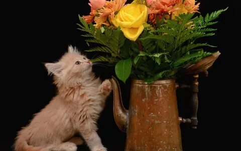 Котенок с цветами картинки