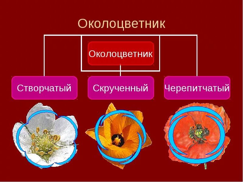 Околоцветник. Из чего состоит околоцветник. Строение околоцветника. Околоцветник у растений.