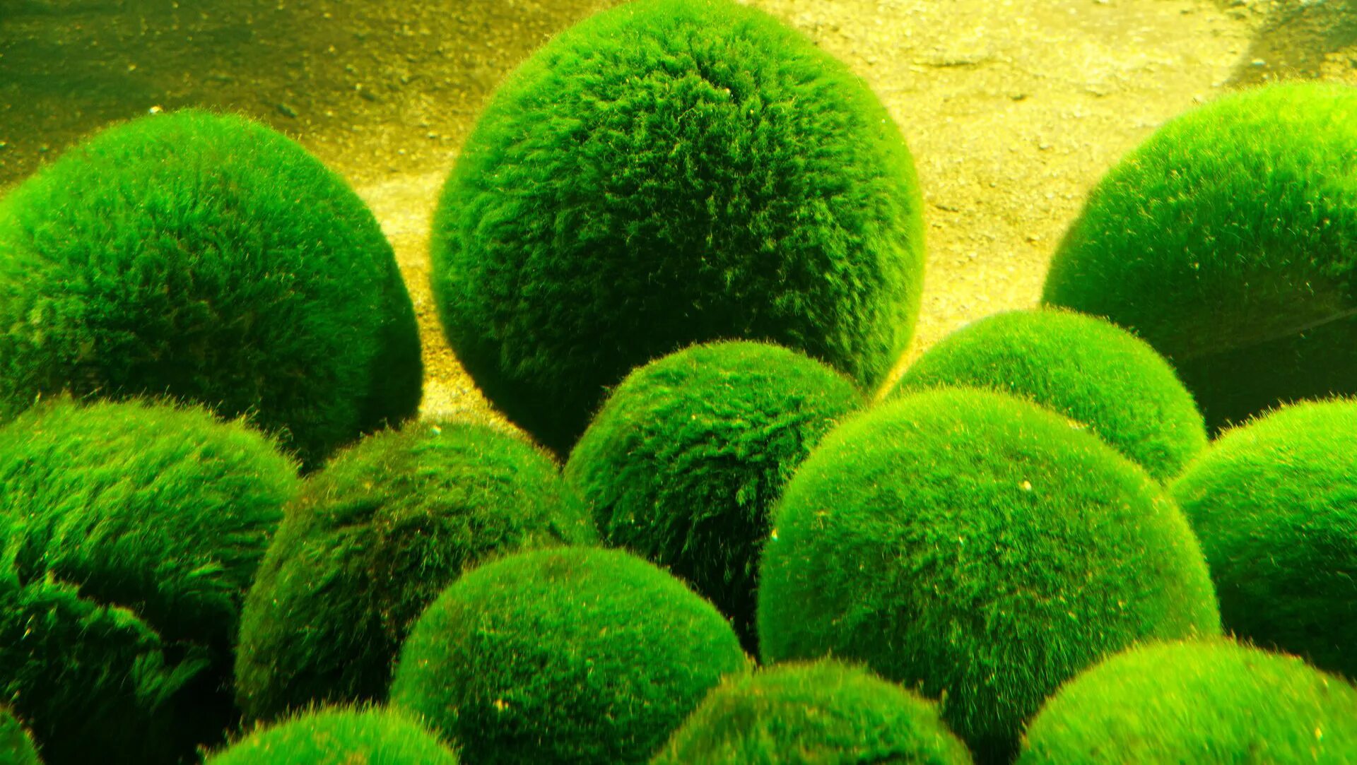Круглые животные и растения. Кладофора водоросль. Кладофора Маримо. Зелёные водоросли кладофора.