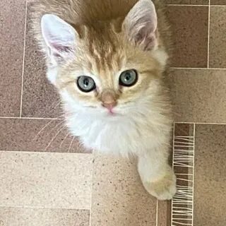 Котенок ра