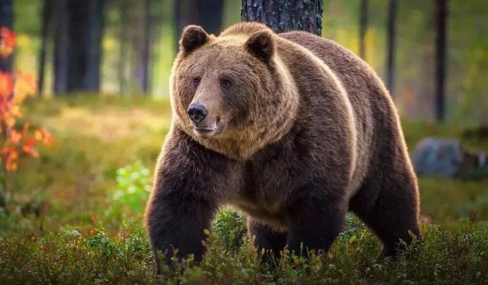 Сиб медведь. Европейский бурый медведь. Сибирский бурый медведь. Северная Америка медведь Гризли. Бурый медведь Россия.