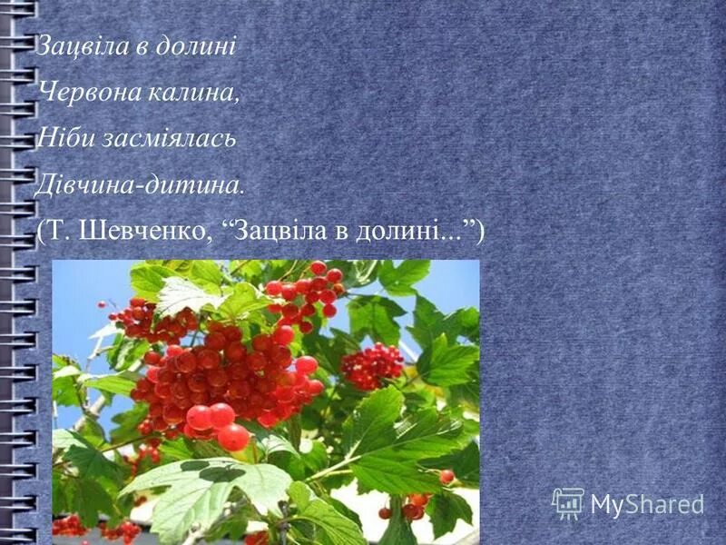 ой у лузі червона калина текст. перевод песни червона калина на русский. ой у лузі червона калина песня. перевод песни червона калина на русский. перевод песни червона калина на русский.