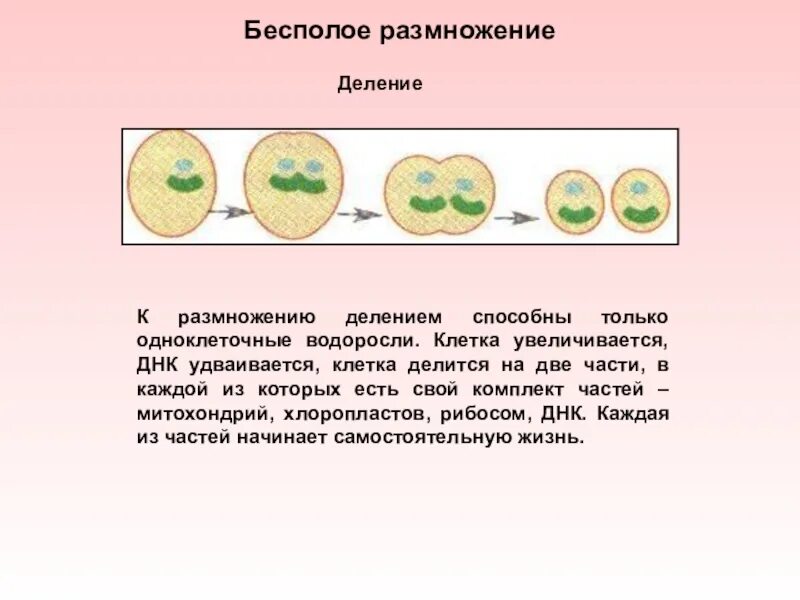 Размножается путем деления. Бесполое размножение деление клетки. Размножение клеток. Клетки размножаются делением.