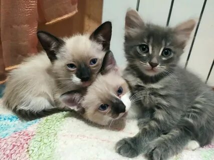 Котята в добрые руки орел авито