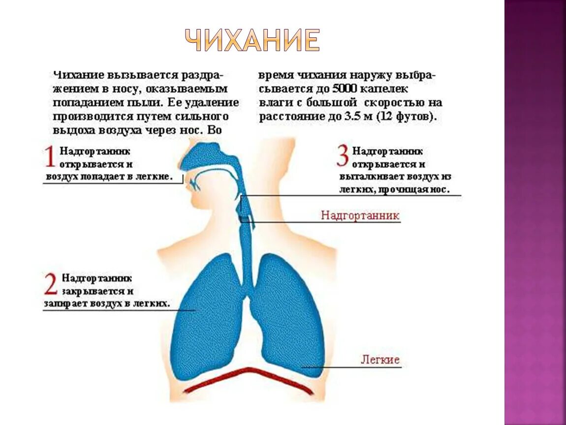 Можно ли проглатывать мокроту. Икота. Процесс чихания. Почему человек икает. Дыхательная система человека.