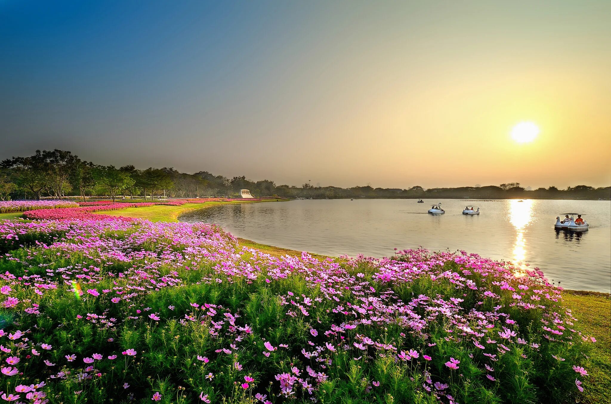 Вьетнам озеро лотосов (д. Муйне). Цветы на берегу озера. Озеро цветы. Цветы у реки.