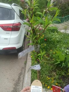Садовый питомник есичевых 6 село муромцево