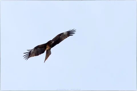 Коршун из санкт петербурга дзен