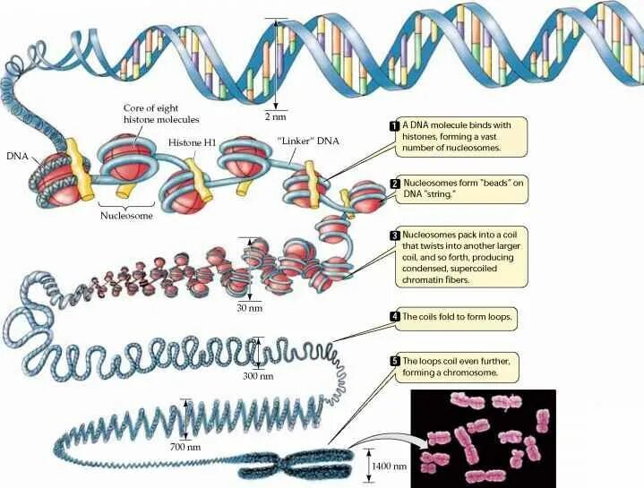 İnsan DNAsı Tehdit Altında! - #dna #rna #gdo #gıda #sağlık #kirlilik #blog #kita
