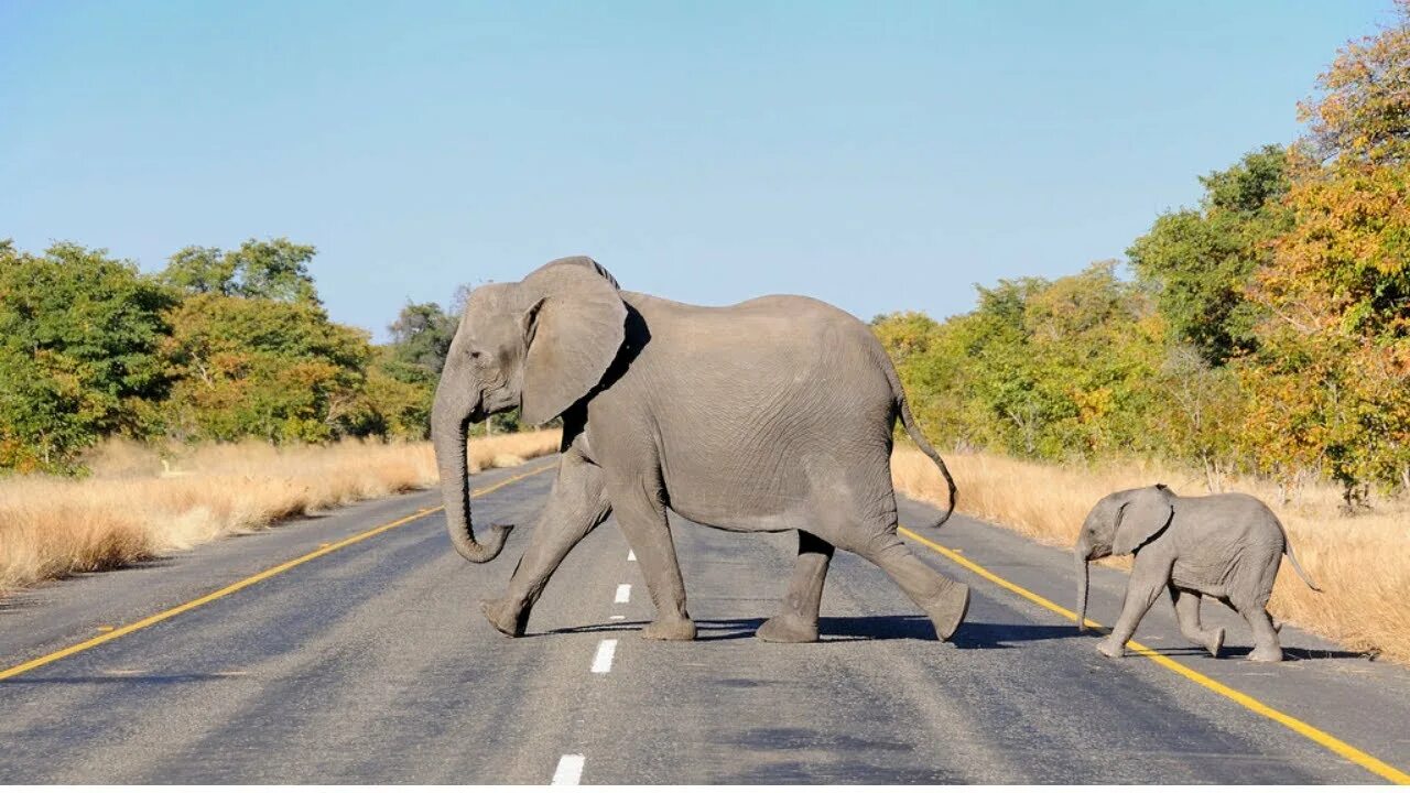 Elephants walking