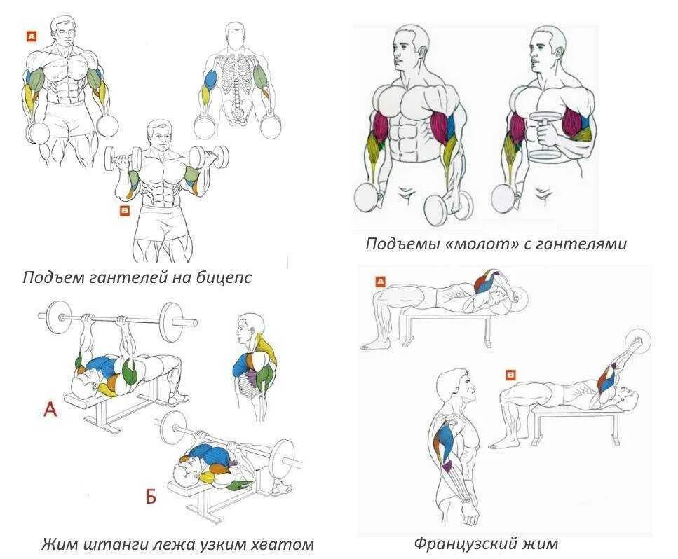 Упражнения для рук в зале для мужчин. Схема накачки бицепса гантелями. Базовые упражнения на бицепс и трицепс. Упражнения на трицепс в тренажерном зале. Изолирующие упражнения для бицепса в тренажерном зале.