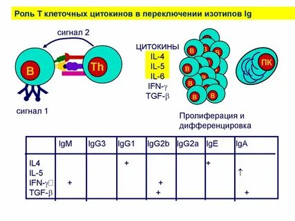 3 т клеток