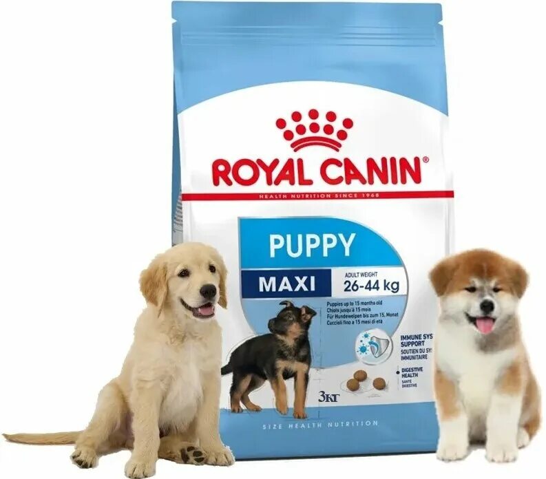 Maxi puppy royal