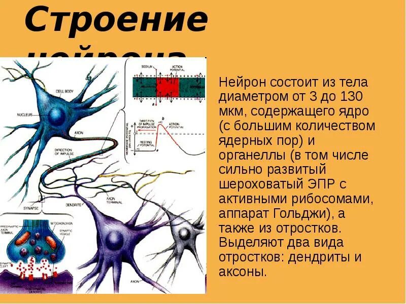 Функции нейронов человека. Функции нейронов человека