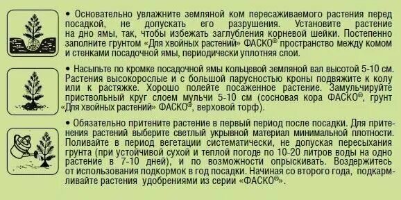 Хвойники какая почва. Кислотность почвы для хвойных растений. Хвойники декоративные низкорослые. Ph почвы для сосны. Грунт для хвойных растений ph.