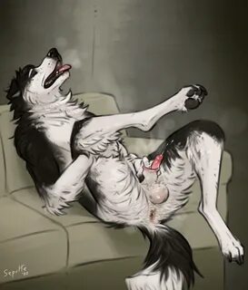 anthro, balls, border collie, canid, canine, canis, collie, domestic dog, f...