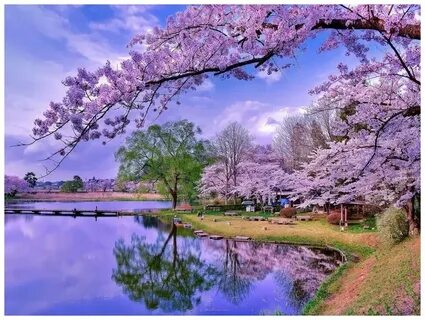 Lake blossom