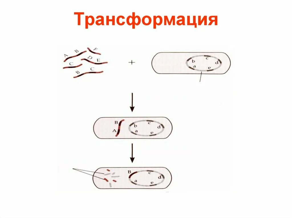 Трансформация бактерий схема. Трансформация бактериальных клеток. Этапы трансформации бактерий. Механизм трансформации бактерий.