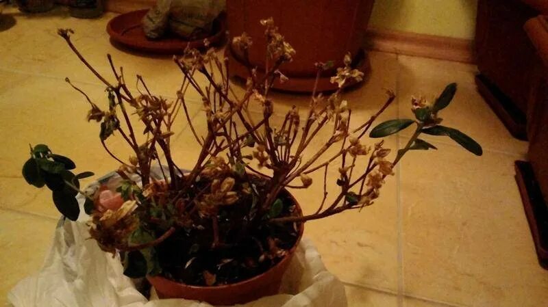 Как реанимировать подсохшую