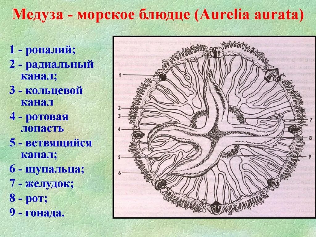 Кольцевой канал. Строение ропалии медузы. Строение ушастой Аурелии.