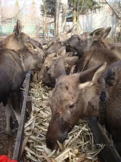 Лосиная ферма отзывы