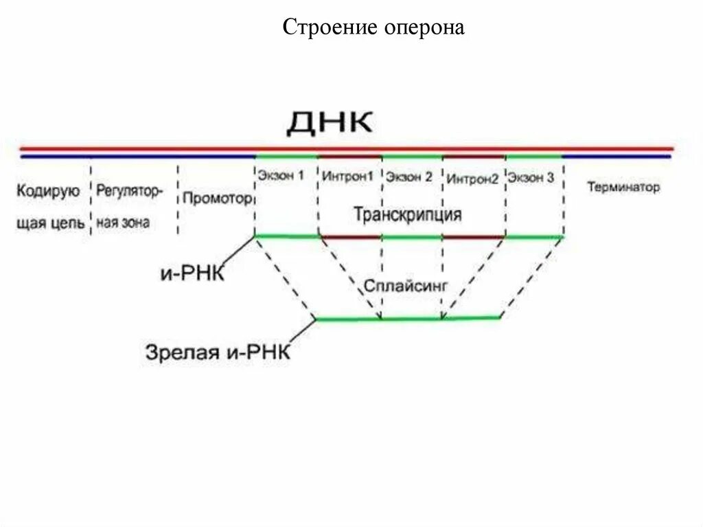 Схема строения Гена эукариот. Структура Гена эукариот схема. Гены структура Гена. Общая структура Гена эукариот.