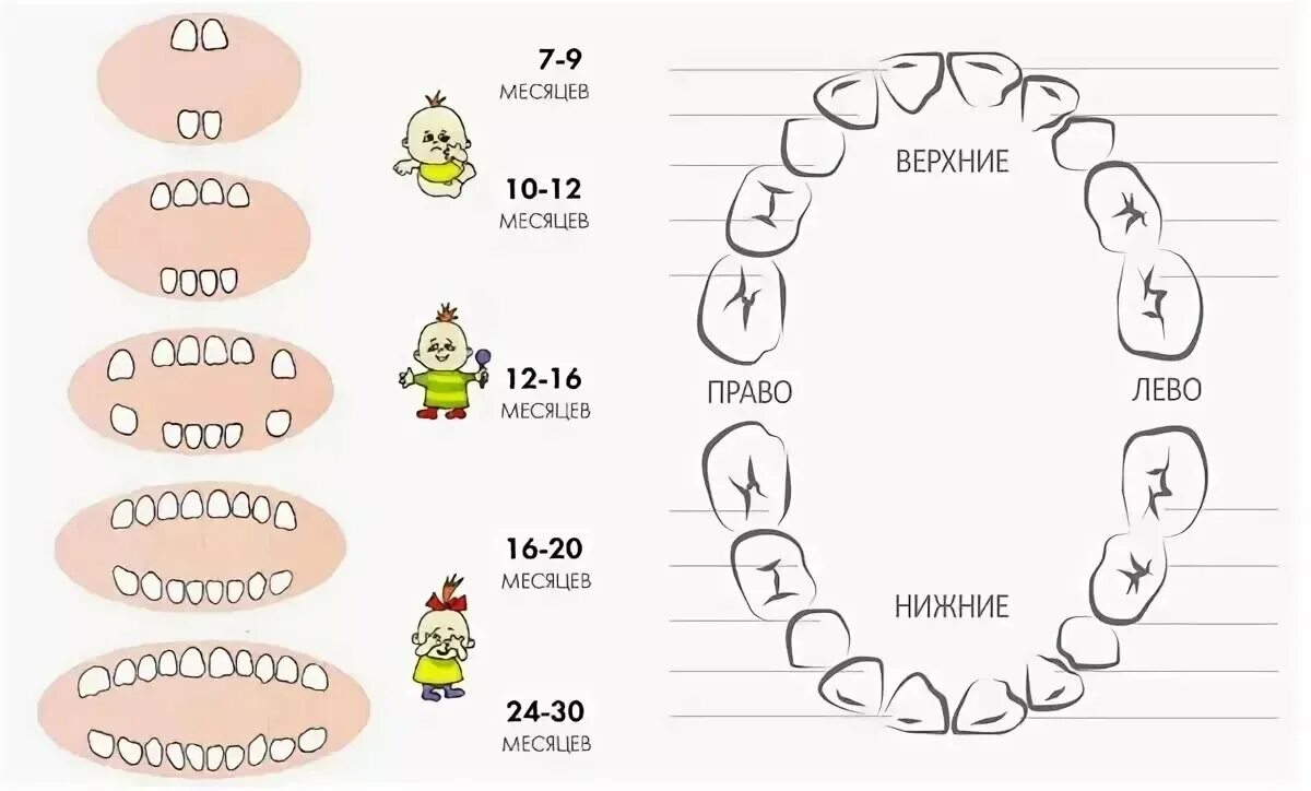 Во сколько месяцев режутся зубы у детей. Молочные зубы схема прорезывания. Схема появления молочных зубов у детей порядок. Зубы у детей порядок прорезывания до года. Как лезут зубы у детей схема.