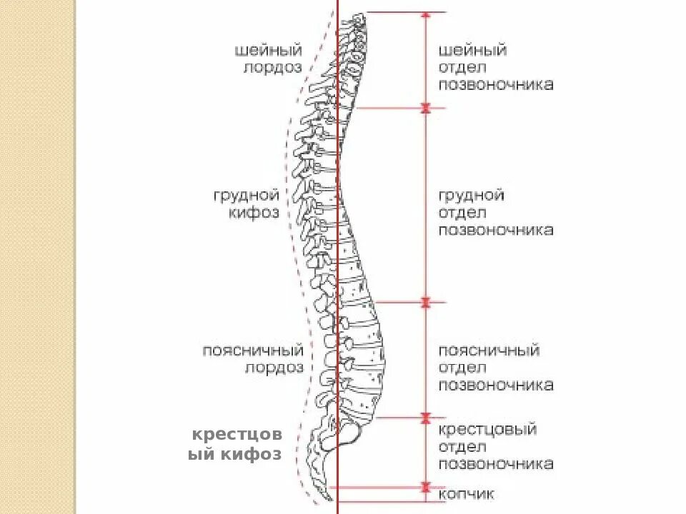 Строение позвоночника лордоз кифоз. Позвоночный столб изгибы позвоночного столба. Лордозы и кифозы позвоночника анатомия. Изгибы позвоночника человека анатомия.