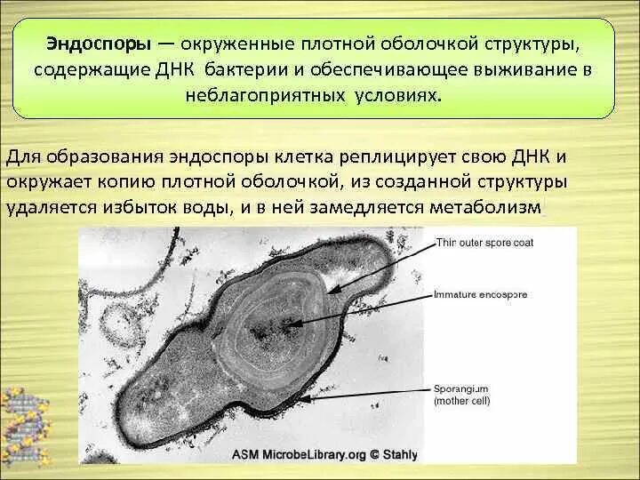 Зачем бактериям плотная оболочка