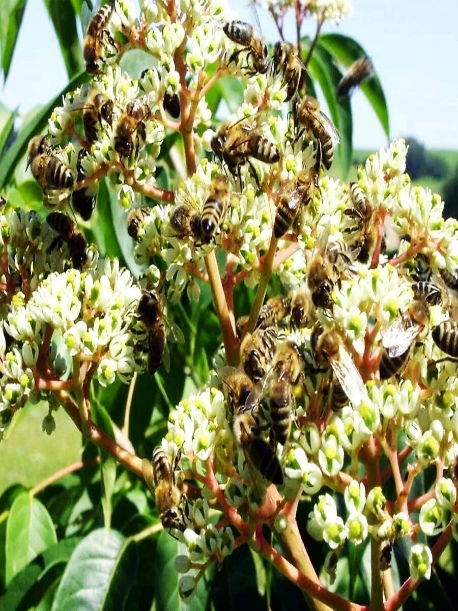 Эводия медонос. Эводия хубейская. Эводия хубейская. Эводия даниэля медонос. Эводия даниэля медонос.