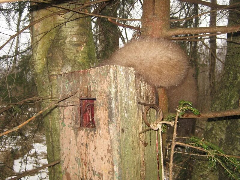 капкан агафонова на куницу. охота на куницу привада.