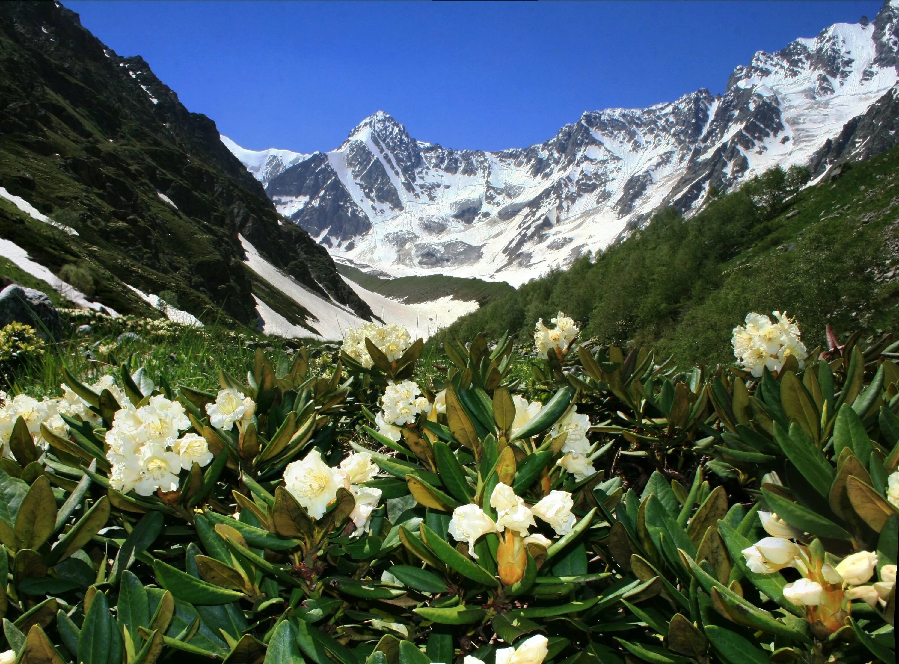 Кабардино-балкария предгорья. Кабардино-балкария. Кабардино-балкарская республика эльбрус. Кавказский национальный парк «приэльбрусье». Рододендрон в северной осетии.