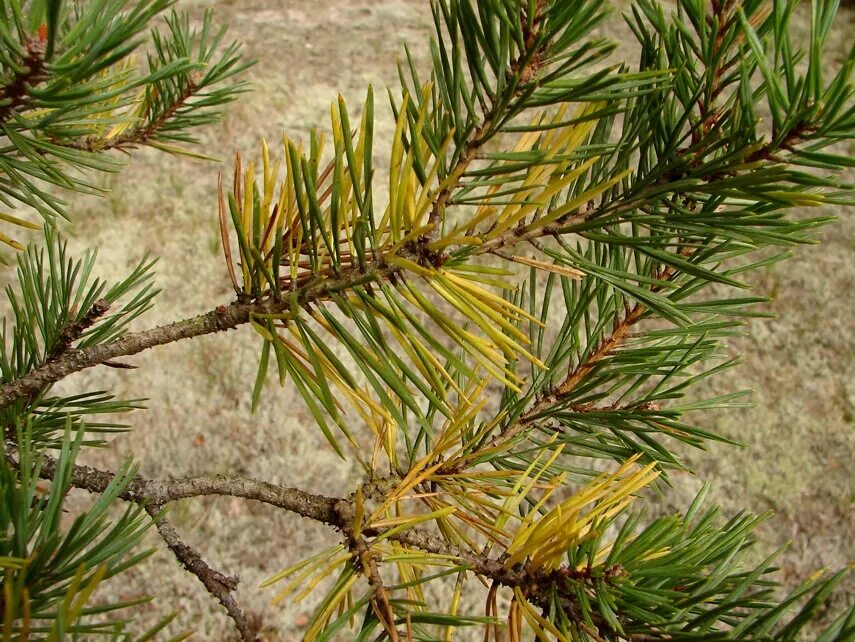 Шютте хвои пихты. Лиственницы, сосны (Pinus Sylvestris). Шютте лиственницы. Шютте Pinus Sylvestris. Пожелтение хвойных