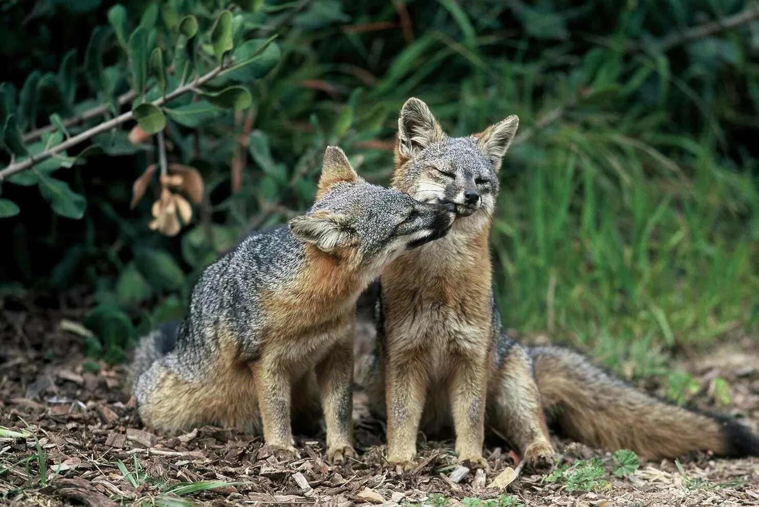 Those are foxes. Островная лисица Urocyon littoralis. Дарвинская лиса. Lycalopex fulvipes. Серая лиса.