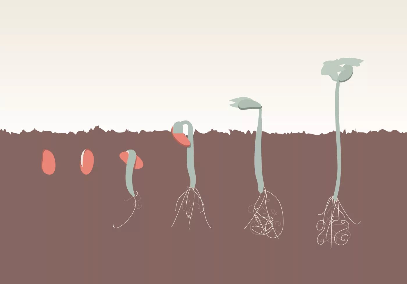 В процессе роста растений происходит выберите. Рост растений. Рост растения арт. Процесс роста цветка. Рост растения концепт.