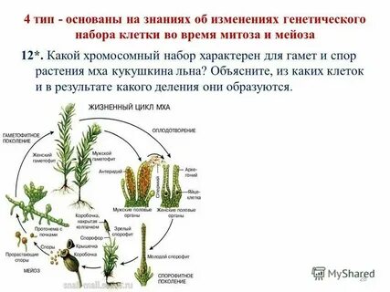 Гаметофит мха набор хромосом