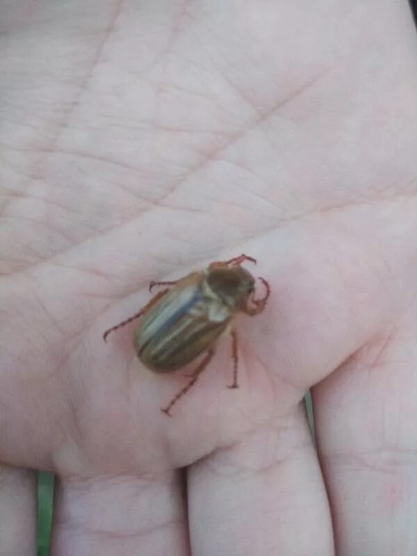 что за жуки летают вечером. насекомые летающие ночью. что за жуки летают вечером. светло коричневый жук. майские жуки насекомые.