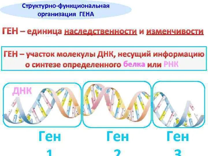 ДНК расшифровка. КСК расшифровывать ДНК. Как расшифровка ДНК. Участок молекулы ДНК.