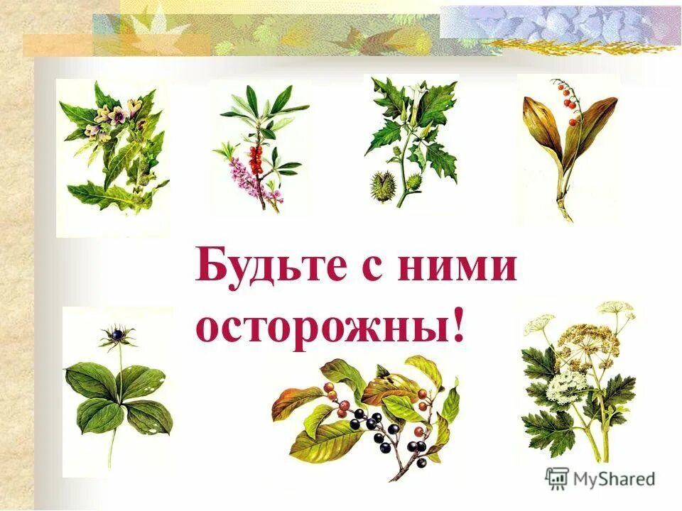 Ядовитые растения. Занятие ядовитые растения. Ядовитые растения старшая группа. Ядовитые растения названия. Ядовитые растения детям.