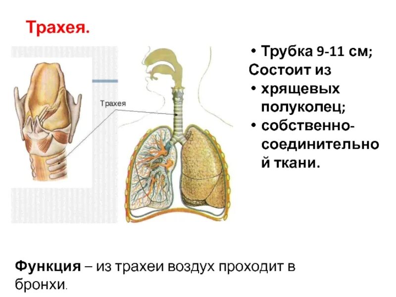 Функции трахеи. Трахея строение и функции. Трахея ее функции. Функция трахеи человека.