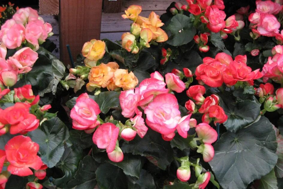 Бегония уход зимой. Бегония клубневая в горшке. Бегония элатиор зимой. Цветок бегония клубневая. Бегония клубневая грандифлора.