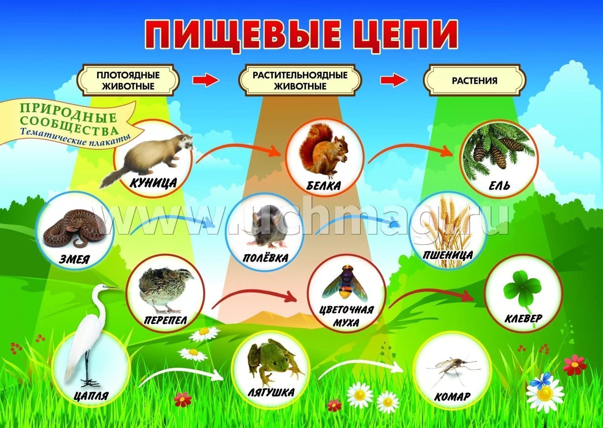 Растения и животные разных сообществ. Цепочки питания для дошкольников. пищевая цепочка леса для дошкольников. пищевые цепочки в природных сообществах. природное сообщество плакат.