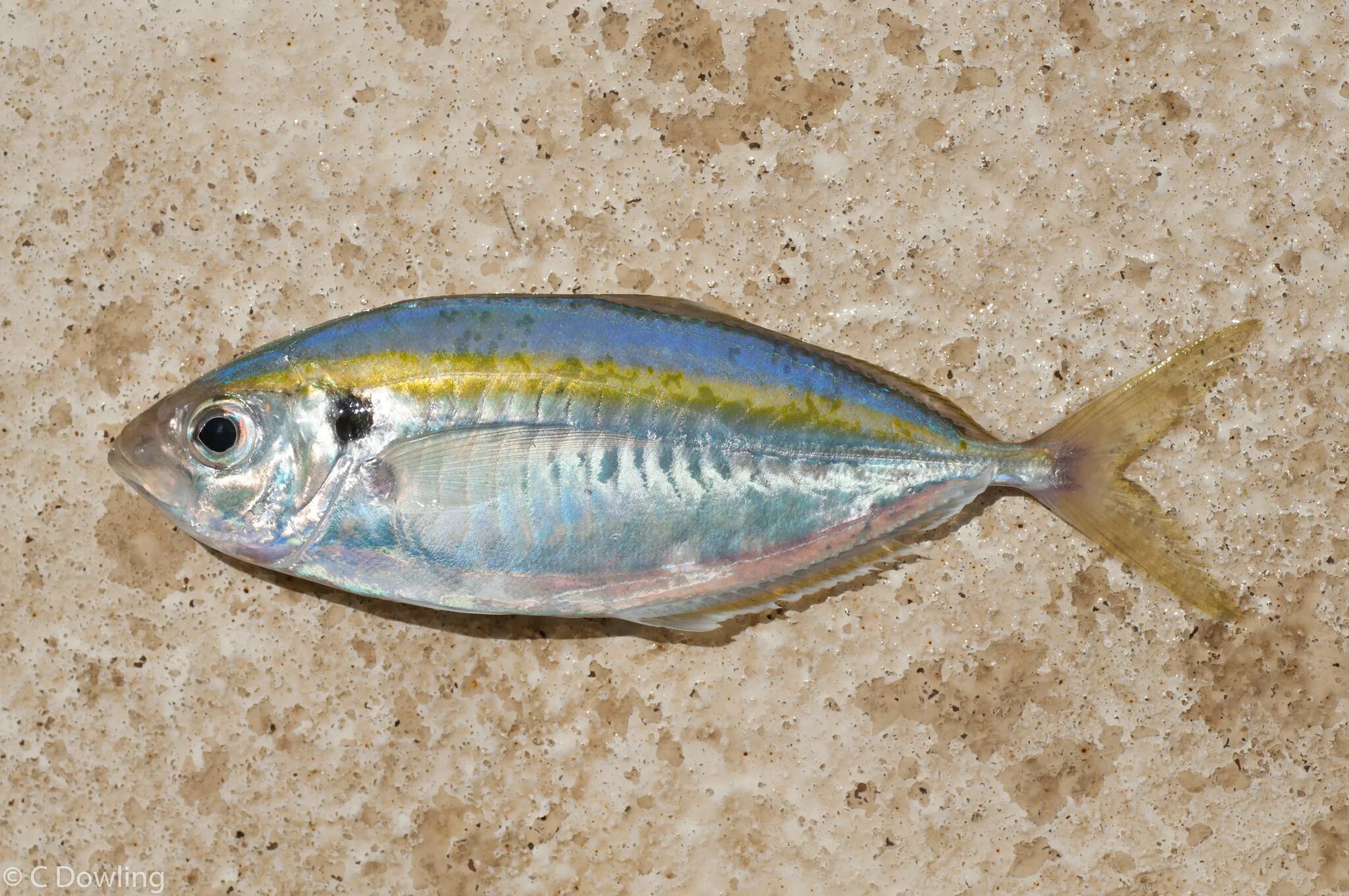 Сушеная рыба желтый полосатик. Рыба желтый полосатик. Рыба желтый полосатик. Королевский полосатик рыба. Желтополосый селар.