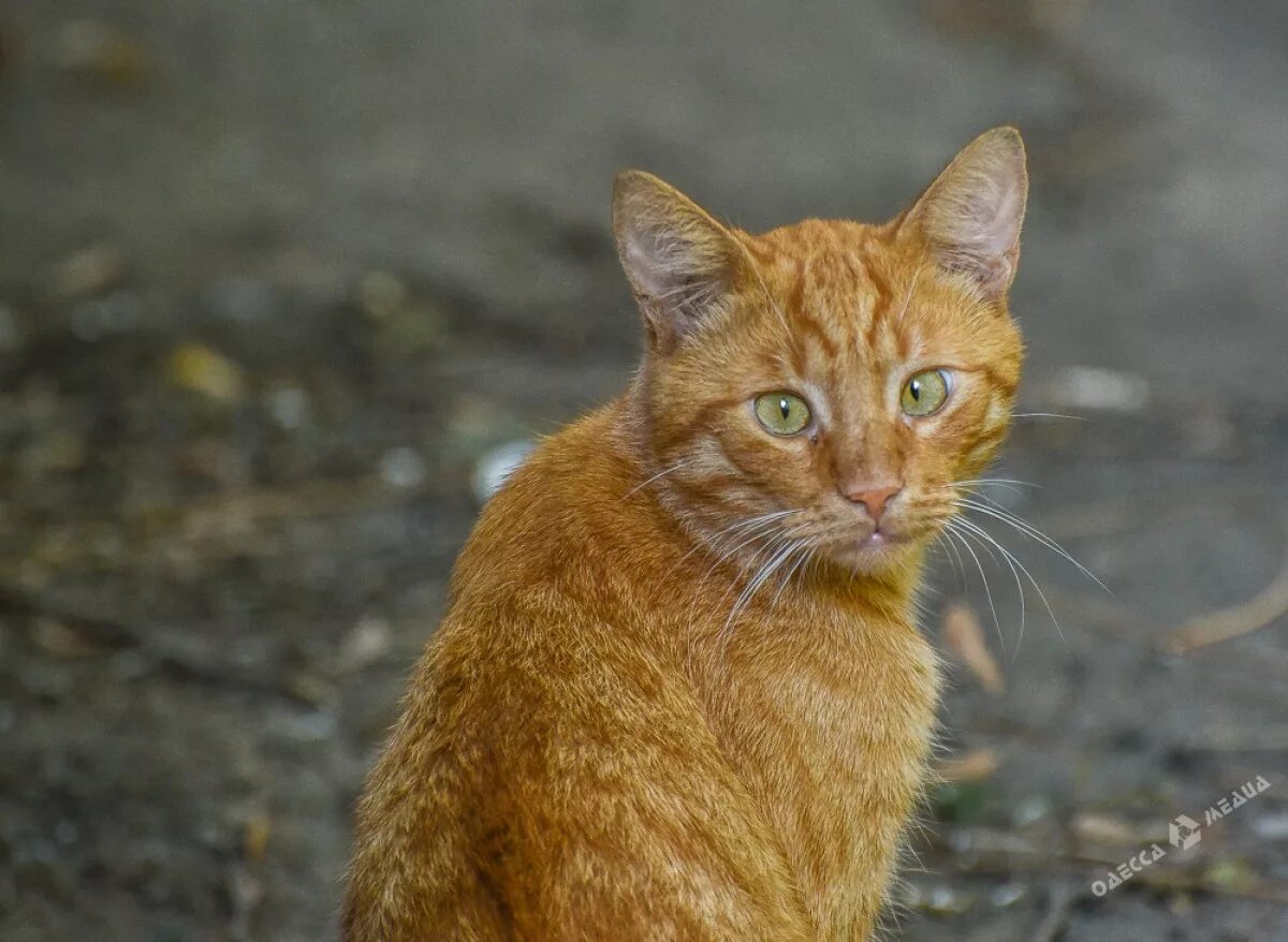рыже серая кошка. серо рыжая кошка. европейская короткошерстная табби рыжий. кот дворовый морда. ангорская кошка рыжая.
