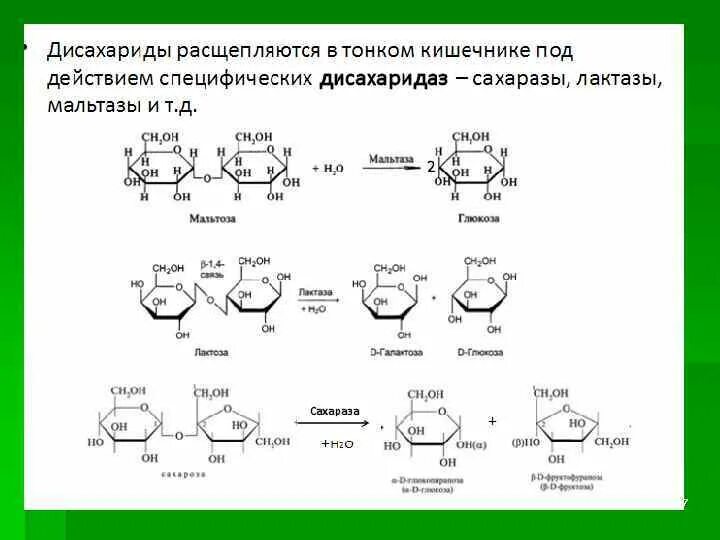 Крахмал расщепляется ферментом. Сахароза изомальтазный комплекс реакции. Переваривание лактозы в кишечнике. Расщепление лактозы под действием лактазы. Мальтоза под действием мальтазы.