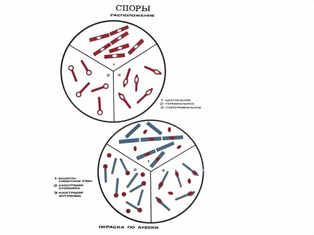Окраска спор бактерий. Клостридии ботулизма по Ожешко. Окраска по Ожешко схема. Микробиология окраска спор по Ожешко. Clostridium perfringens окраска по Цилю-Нильсену.