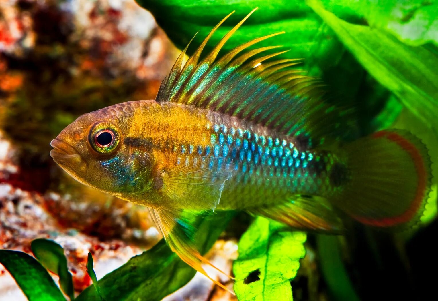 Betta mahachaiensis. Большие рыбы для аквариума. Апистограмма баенши. Аквариум рыбки самара. Астронотус аквариумная рыбка.