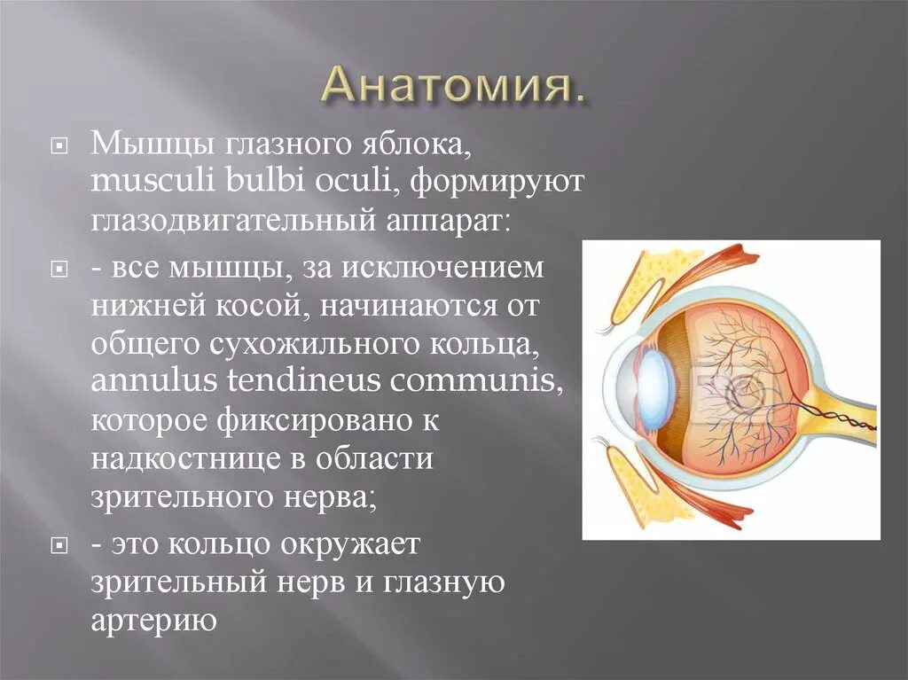 Глазное яблоко функции таблица. Мышцы глазного яблока. Мышцы глазного яблока функции. Мышцы глазного яблока анатомия. Наружные мышцы глазного яблока.